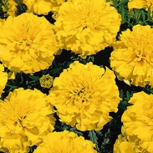 Бархатцы отклоненные Литл Хироу  Еллоу [1000 шт] - ООО «Семена Тут»
