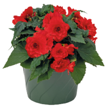 Бегония клубневая Нонстоп Джой Ред [500 драже] - ООО «Семена Тут»