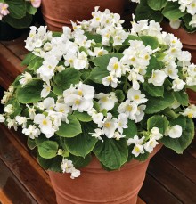 img-1: Бегония вечноцветущая Волюмия Вайт [1000 драже] - ООО «Семена Тут»