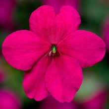 Бальзамин Имара F1 Пурпл [1000 шт] - ООО «Семена Тут»