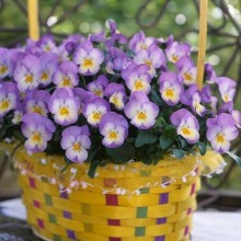 img-1: Виола рогатая Флорал Пауэр F1 Пинк Лемон Лип [1000 шт] - ООО «Семена Тут»