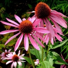 Эхинацея Прери Сплендор Дип Роуз [1000 шт] - ООО «Семена Тут»