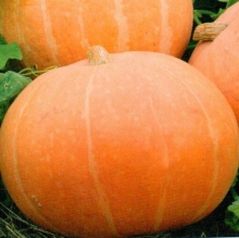 Тыква Ольга - ООО «Семена Тут»