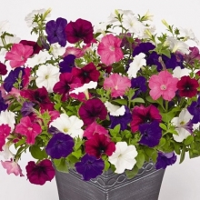 Петуния ампельная Саксесс Твайлайт Микс [1000 драже] - ООО «Семена Тут»