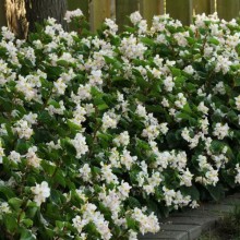 img-1: Бегония гибридная Бэби Винг Вайт [100 драже] - ООО «Семена Тут»