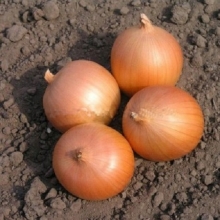 Лук репчатый Сабросо F1 - ООО «Семена Тут»