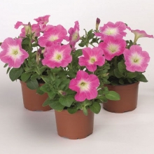 Петуния мультифлора Ура Пинк Флар  [100 драже] - ООО «Семена Тут»