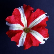 Петуния грандифлора Донна Стар Ред энд Вайт [1000 драже] - ООО «Семена Тут»