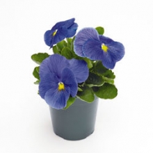 Виола крупноцветковая Инспайер Плюс Тру Блю [1000 шт] - ООО «Семена Тут»