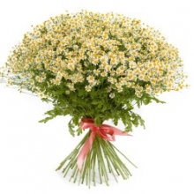 img-1: Ромашка  Вегмо Сингл  [1000 драже] - ООО «Семена Тут»