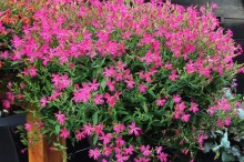 img-2: Смолевка Розалин F1 [1000 шт] - ООО «Семена Тут»