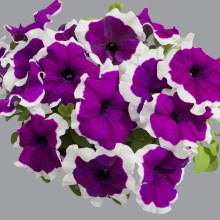 Петуния грандифлора Лимбо Джи Пи Виолет Пикоти [100 драже] - ООО «Семена Тут»