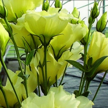 Эустома Супер Мэджик  Еллоу [250 шт] - ООО «Семена Тут»