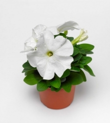 img-1: Петуния грандифлора Дувет Вайт [100 драже] - ООО «Семена Тут»