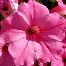 Петуния грандифлора Игл Роуз [1000 драже] - ООО «Семена Тут»