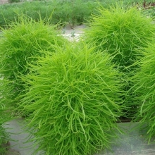 Кохия волосистая [5 х 1 гр] - ООО «Семена Тут»