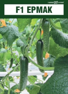 img-1: Огурец Ермак F1 - ООО «Семена Тут»