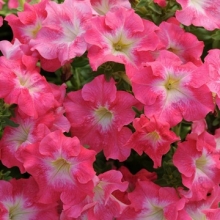 Петуния грандифлора Дримс Корал Морн [1000 драже] - ООО «Семена Тут»