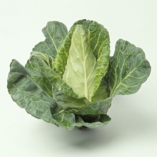 Капуста белокочанная Редженси F1 коническая - ООО «Семена Тут»