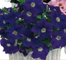 Петуния грандифлора Капри Блю виз Вайт Ай [1000 драже] - ООО «Семена Тут»