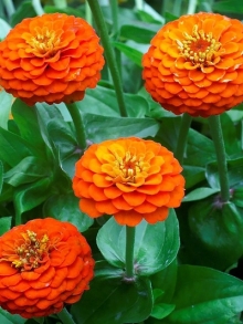 img-1: Цинния лиллипут Оранжевая - ООО «Семена Тут»