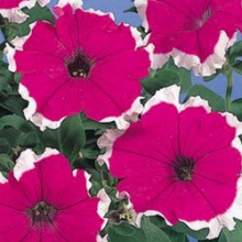 Петуния грандифлора Хулахуп Вельвет [5000 драже] - ООО «Семена Тут»