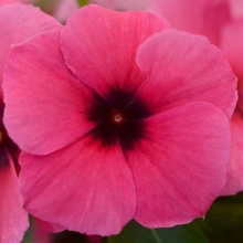 Катарантус Тату Распберри [1000 шт] - ООО «Семена Тут»