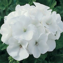 Пеларгония зональная Маверик Вайт [250 шт] - ООО «Семена Тут»