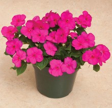 img-1: Бальзамин Акцент Премиум Виолет [1000 шт] - ООО «Семена Тут»