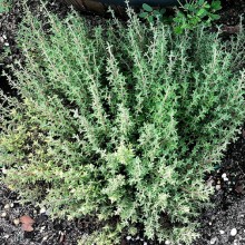 Тимьян Оранжело [1000 шт] - ООО «Семена Тут»