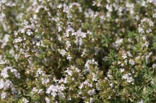 img-1: Тимьян Оранжело [500 шт] - ООО «Семена Тут»