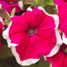 Петуния грандифлора Хулахуп Роуз [1000 драже] - ООО «Семена Тут»