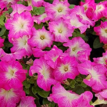 Петуния грандифлора Лимбо Джи Пи Роуз Морн [1000 драже] - ООО «Семена Тут»