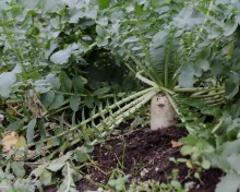 img-2: Дайкон  Бейсбол - ООО «Семена Тут»