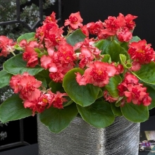 Бегония вечноцветущая махровая Фиона Ред [100 драже] - ООО «Семена Тут»