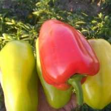 Перец Ибица - ООО «Семена Тут»