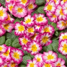 Примула Орион Лилак Флейм [1000 шт] - ООО «Семена Тут»