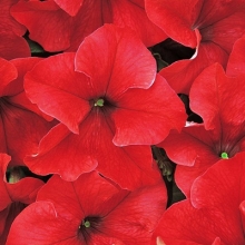 Петуния грандифлора Дримс Ред [5000 драже] - ООО «Семена Тут»