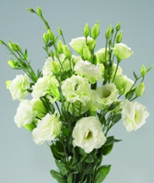 Эустома Супер Мэджик Грин [100 драже] - ООО «Семена Тут»