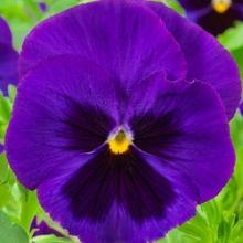 Виола крупноцветковая Экстрада Блю виз Блотч  [1000 шт] - ООО «Семена Тут»