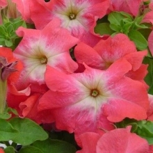 Петуния грандифлора Лимбо Джи Пи Салмон Морн [100 драже] - ООО «Семена Тут»