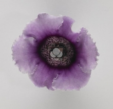 Глоксиния Импресс Лавендер Биколор [100 драже] - ООО «Семена Тут»