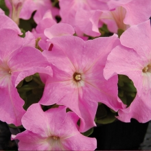 Петуния грандифлора Лимбо Джи Пи Свит Пинк [1000 драже] - ООО «Семена Тут»