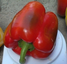 Перец Фавилла F1 - ООО «Семена Тут»