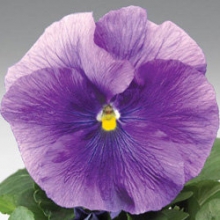 Виола крупноцветковая Дельта Тру Блю [1000 шт] - ООО «Семена Тут»
