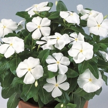 Катарантус Виктори Пьюр Вайт [100 шт] - ООО «Семена Тут»