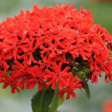 Лихнис Красный - ООО «Семена Тут»