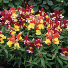 Львиный зев Снэппи Микс [1000 шт] - ООО «Семена Тут»