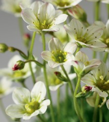 img-2: Камнеломка арендса Хайлендер Вайт [1000 шт] - ООО «Семена Тут»