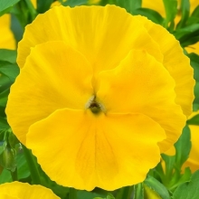 Виола крупноцветковая Экстрада Еллоу [1000 шт] - ООО «Семена Тут»